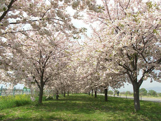 110508_0931_千曲川ふれあい公園（小布施町）