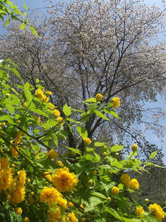 110515_1202_第１３回馬曲温泉やまぶき祭り（木島平村）