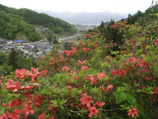 110515_1425_豊野つつじ山公園（長野市）