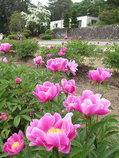 1106005_1224_芍薬フェスタ・養命酒駒ヶ根工場（駒ヶ根市）