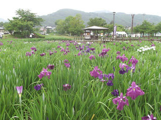 110618_1210_第２７回信州安曇野あやめまつり（安曇野市）