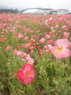 110618_1313_ほりがね物産センター横の休耕田に咲くポピー（安曇野市）