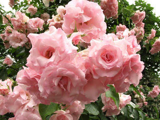 110625_1456_なかのバラまつり（中野市）