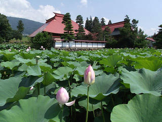 110717_1358_蓮寺・稲泉寺のハス（木島平村）