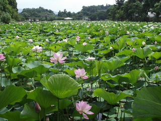 110724_1317_浜津ヶ池の大賀ハス（中野市）