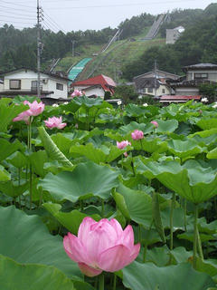 110730_1314_奈良沢蓮田の大賀ハス（飯山市）