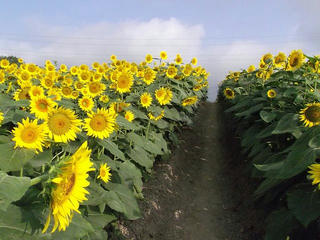 110816_0711_平石農場のひまわり（阿南町）