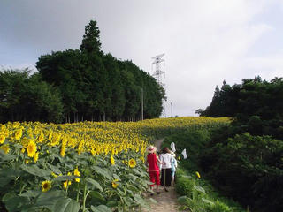 110816_0715_平石農場のひまわり（阿南町）