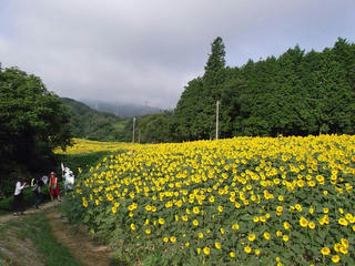 110816_0719_平石農場のひまわり（阿南町）