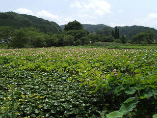 110816_1156_向原蓮池のハス（売木村）