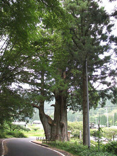 110816_1251_国指定天然記念物 月瀬の大杉（根羽村）