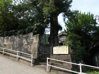 110816_0922_村史跡 観音様の大榧（天龍村）