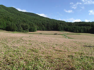 110923_0834_赤そばの里（箕輪町）