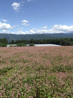 110923_1259_信州中川赤そば花まつり（中川村）