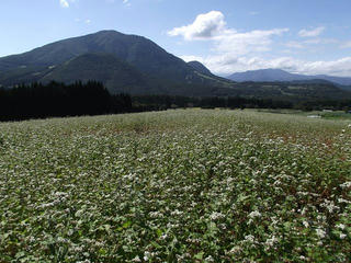 110924_1343_第８回法印さんとそばの花まつり（山ノ内町）