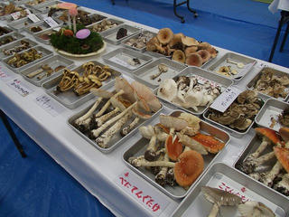111001_1139_須坂きのこ展（須坂市）