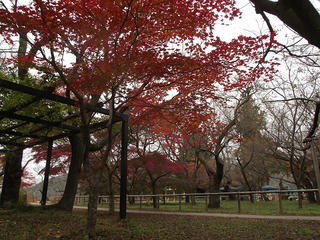 111105_0827_高遠城址公園の紅葉（伊那市）