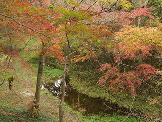 111105_0846_高遠城址公園の紅葉（伊那市）