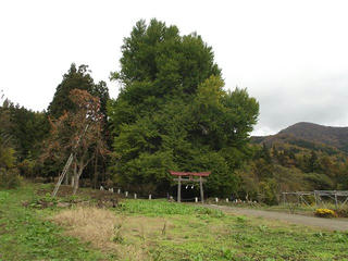 111113_1234_神戸のイチョウ（飯山市）