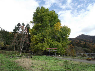 111120_1117_神戸のイチョウ（飯山市）