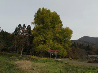 111127_1145_神戸のイチョウ（飯山市）