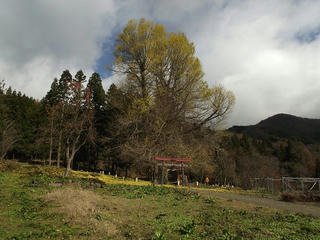 111204_1155_神戸のイチョウ（飯山市）