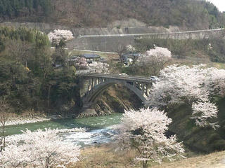 120419_1452_坂戸橋のサクラ（中川村）