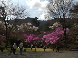 120421_1350_天白公園のミツバツツジ（南木曽町）