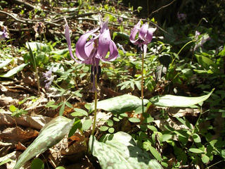 120428_1146_矢筒城跡に咲くカタクリ（飯綱町）