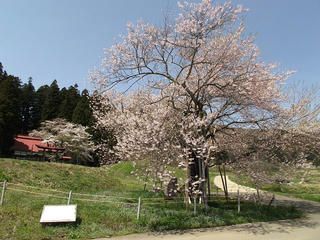 120428_1156_黒川桜林の大桜（飯綱町）