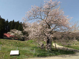 120428_1156_黒川桜林の大桜（飯綱町）