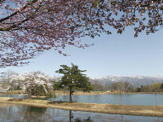 120428_1411_長峰スポーツ公園のサクラ（飯山市）