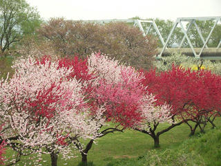 120430_0802_千曲川ふれあい公園（小布施町）