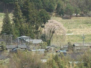 120424_1213_吉瀬のシダレザクラ（駒ヶ根市）