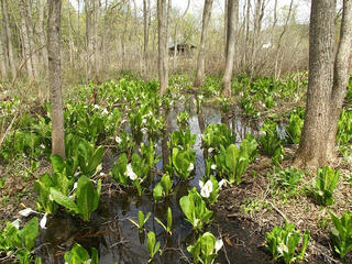 120503_1223_大久保池のミズバショウ（信濃町）