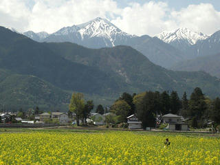 120505_1258_常念岳と菜の花畑（安曇野市）