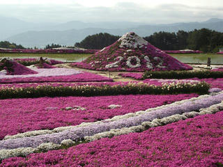 120512_0722_伊那小沢のシバザクラ（伊那市）