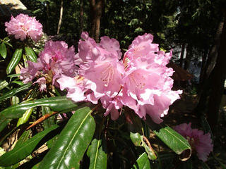 120519_1156_常光寺の石楠花（塩尻市）