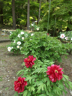 120520_1017_若穂保科の清水寺に咲くボタン（長野市）