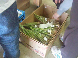 120527_1039_入荷したてのネマガリダケ（飯山市）