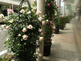 120602_1019_伊那バラまちフェスタ（伊那市）