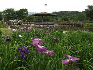 120623_1205_安曇野明科・あやめ公園（安曇野市）