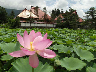 120722_1151_稲泉寺の大賀ハス（木島平村）