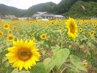 120814_1112_信州平谷温泉ひまりの湯横にあるひまわり畑（平谷村）
