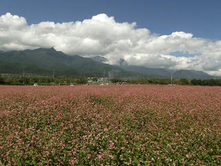 120915_1109_信州中川赤そば花まつり（中川村）
