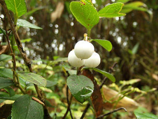 121007_1103_本白根山登山・シラタマノキ（群馬県）