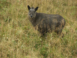121007_0940_本白根山登山・カモシカ（群馬県）