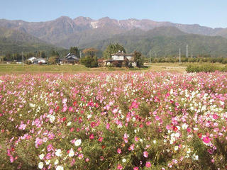 121019_1052_中央アルプスを背景に咲く秋桜（飯島町）