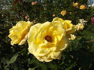 121021_1432_一本木公園の秋バラ（中野市）