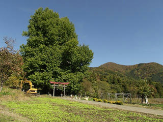 121104_1244_神戸の大イチョウ（飯山市）